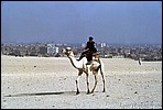 The Camel Police
