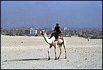 The Camel Police