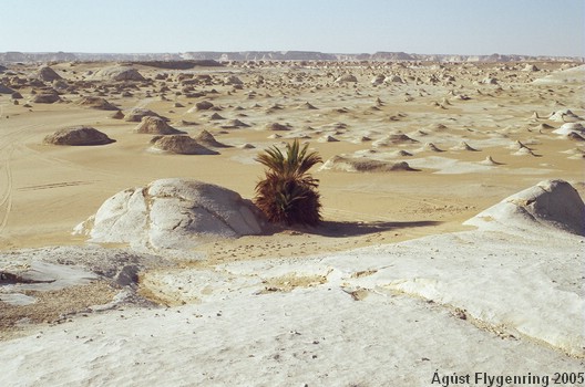 A talking palm tree midget in the White Desert - ok, maybe we had had too many mushrooms�