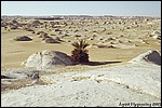A talking palm tree midget in the White Desert - ok, maybe we had had too many mushrooms�