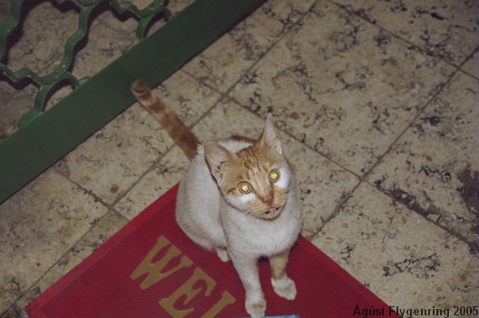 My cat - or the cat I used to feed leftovers - or simply the noisiest cat in Cairo