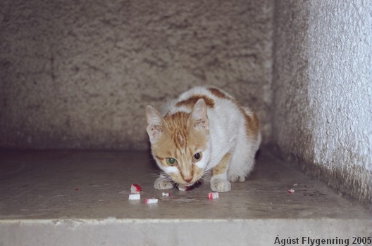 The cat eating some ridiculously expensive crab meat