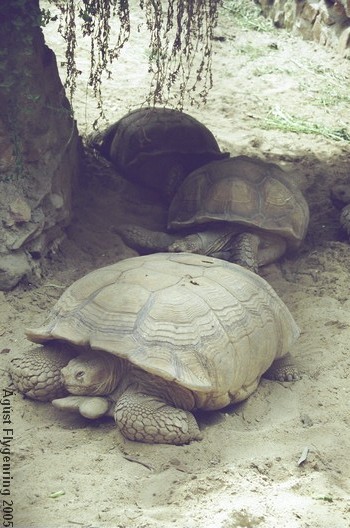 The Cairo Zoo