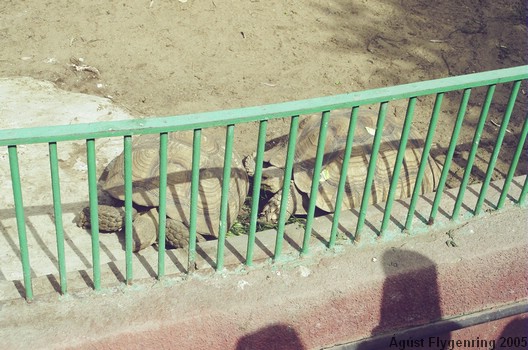 The Cairo Zoo