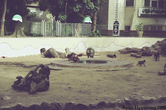 The Cairo Zoo
