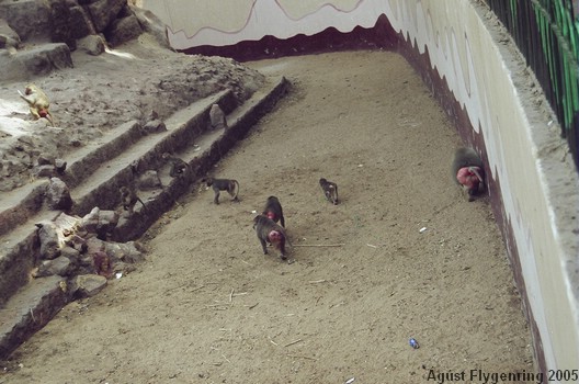 The Cairo Zoo