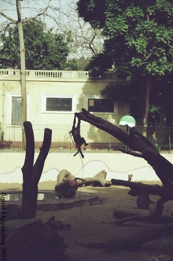 The Cairo Zoo