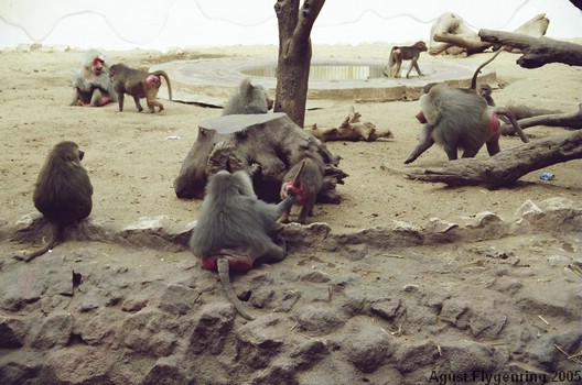 The Cairo Zoo
