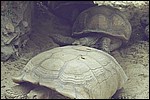 The Cairo Zoo
