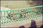 The Cairo Zoo
