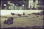 The Cairo Zoo