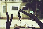The Cairo Zoo