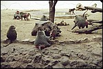 The Cairo Zoo