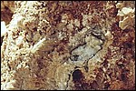 A Crystal in the White Desert